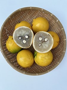 激レア！ アビウ（アビュー）約1kg（3〜6玉入り）珍果実　数量限定