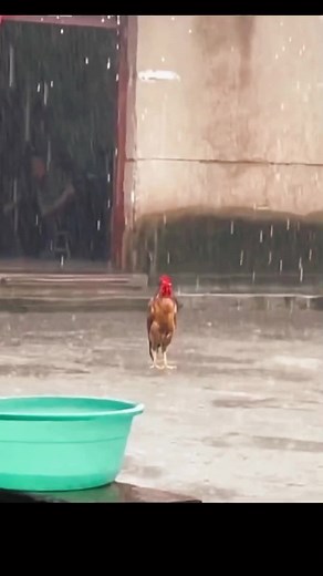 November Rain - Axl Rose and Guns N Roses Music Video