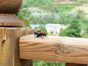 The Queen and her Drone: Mating