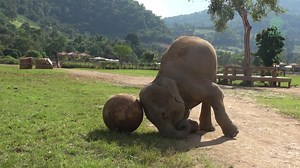 9K views · 1.2K reactions | Unique Play Styles: Sai Fon and Lek Lek's...