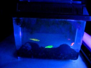GloFish Under Blacklight