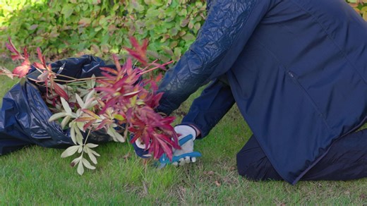 1.8M views · 2.5K reactions | Best time to cut back Peonies ✂️ Trim at the wrong time and you might miss out on blooms next spring  Here’s when (and how) to cut back your Peonies. | Garden Lovers Club | Facebook