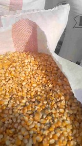 1K views | There is plenty work involve before the maize gets into...