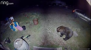 Fearless Great Pyrenees scares away much larger bear that was eating its food