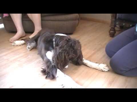 "How To" Desensitize your dog to sounds - Positive dog training