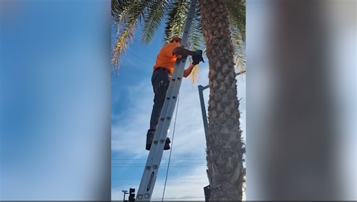Yuma locals unite to save kitten from palm tree