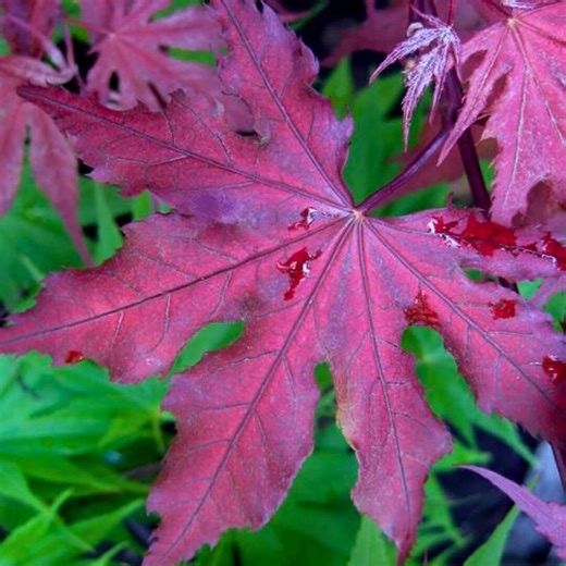 2.5 Ft Purple Ghost Japanese Maple Live Plant – Acer Palmatum Ornamental Tree, Colorful Landscape - Etsy
