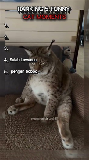 TOP 5 CAT CORE MOMENT part 2