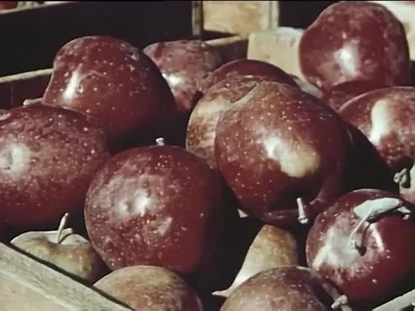 Delta Puffers: Aerial Dusting & the Mississippi Delta's Agricultural Aviation History