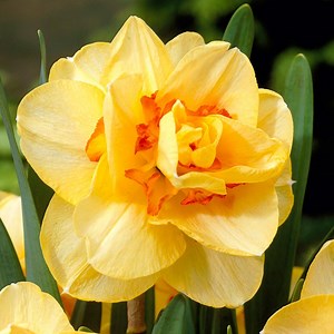 Tahiti Double Daffodil, Narcissus | American Meadows