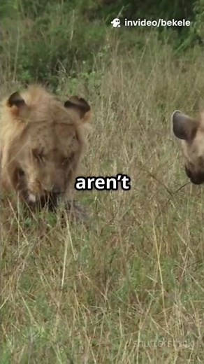 Lions vs. Hyenas: Who REALLY Wins?