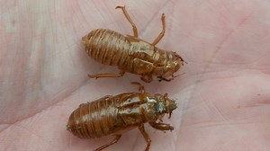 If you're itching, the cause might be tiny mites linked to cicadas