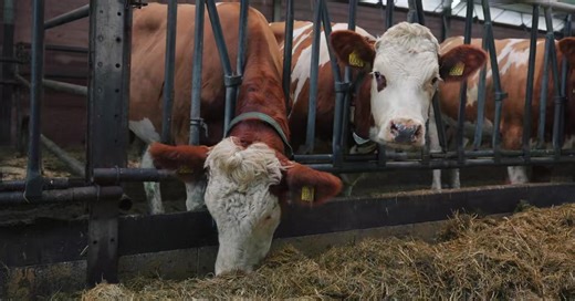 De nieuwe standaard in off-road rijden. De Outlander Electric combineert kracht, controle en comfort.🌱 ✅ Kom ’m bekijken bij ATV Specialist. #brp #canam #ATVSpecialist #GroenRijden #KrachtInStilte | ATV-Specialist.nl