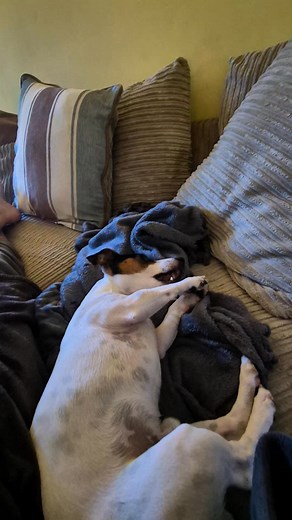 Dobby in cute mode, Daisy in chilled mode 💕🐶✨ My favourite kind of Sunday 😌 | Daisyndobby Jackrussell