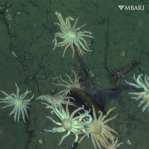 Deep-sea dining. 🍽️ California sun stars have a voracious appetite and they are not picky about their next meal. They maneuver across mud or rocks on an army of tiny tube feet, drawn to the scent of a rotting feast. But these sea stars don’t solely dine on scavenged scraps—they are also cunning predators. Sun stars feast on crabs, amphipods, worms, and other small invertebrate animals by trapping them in their arms and swallowing them whole. The upper surface of the star is covered in tiny spin