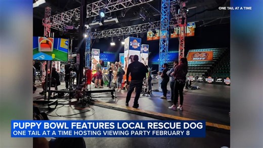 1 of dogs featured in Puppy Bowl 2026 team from One Tail at a Time in Chicago