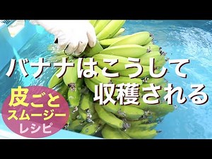 皮まで食べられる！1本100円の無農薬国産バナナ栽培【内田農園】