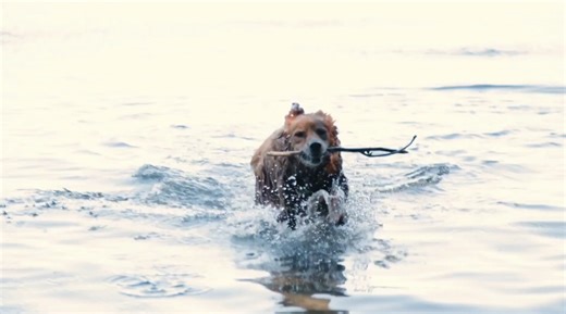 10 Dog Breeds That Love the Water More Than You Do