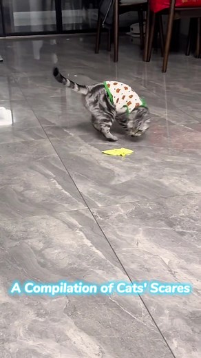 Funny Cat Scares Compilation: Hilarious Reactions