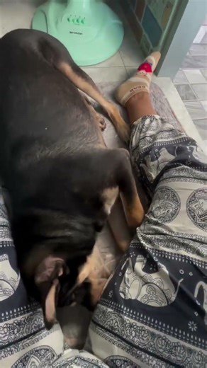 What are they doing? #dog #funnydog #funymoments #cute #dogowner