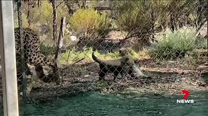 2K views · 51 reactions | Three adorable and curious cheetah cubs have ventured out of their den for the first time at Monarto Safari Park. 7NEWS Adelaide at 6pm | www.7NEWS.com.au #7NEWS | 7NEWS Adelaide | Facebook