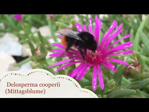 Caring and Propagating Delosperma cooperii