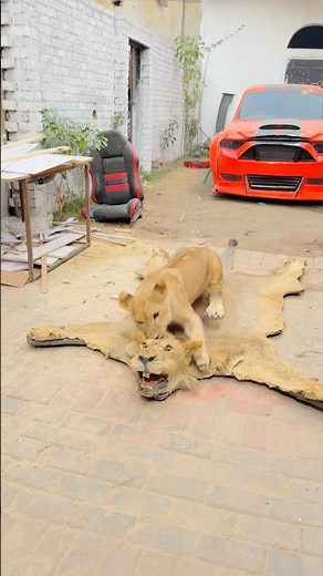 Simba wapis Aja💔🥹scar miss his dad🥹💔 #ytshorts #broken #animallife #sad #pets #lion #wildlife