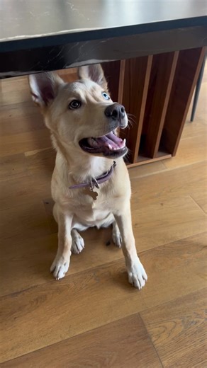 ¡Max sabe que cocinar saludable con Ninja es tan fácil y delicioso que hasta los niños más exigentes se acaban toda su comida! Descubre cómo transformar cada plato en una experiencia nutritiva y sabrosa para toda la familia. #petlover #doglover #NinjaMexico