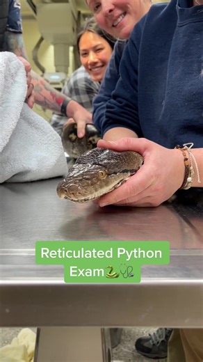 Check out this behind the scenes look at a reticulated python physical exam! #snake #python #reticulatedpython #zoos #veterinarian #buffalo #buffalozoo