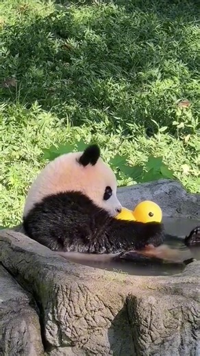 Giant Panda Takes a Bath — Cute Panda Bathing Video