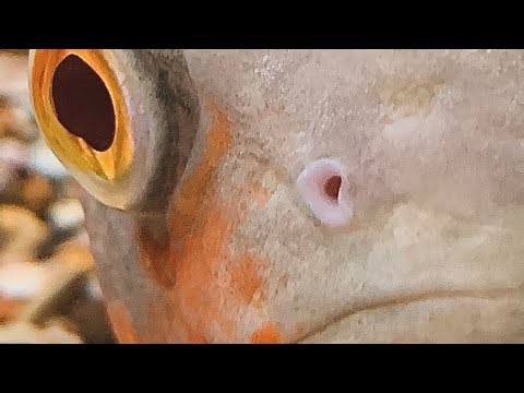 Albino Oscar Cichlid 