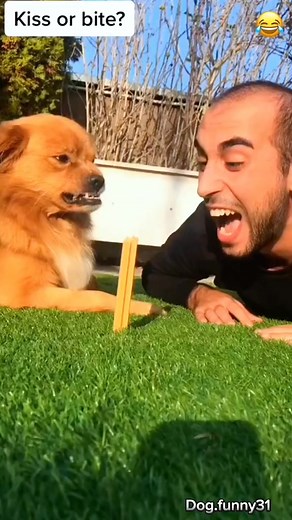 Dog funny#funny 1721552481 #petstagram #dogsoftiktok #asmr #petsagram #pets #pet #dog #usa #petals #petsofinstagram #petty | Timothy Backler