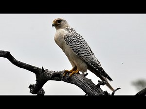 White Gyrfalcon nesting in Siberia