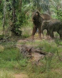 🐘 Previously exploited elephants are living happy and free in Thailand elephant safe haven Following Giants, thanks to your support. Right now, over 3,000 elephants in Asia are still suffering in the name of tourism. With you by their side, they can soon live peaceful lives. | World Animal Protection Australia
