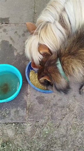 Schlundverstopfung bei Pferden – Gute Besserung!