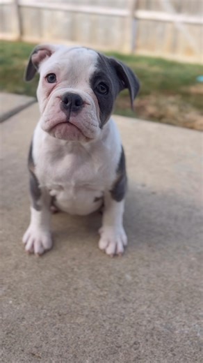lefty says 👋 hey beautiful olde english bulldogge female! | Brier Ricketts