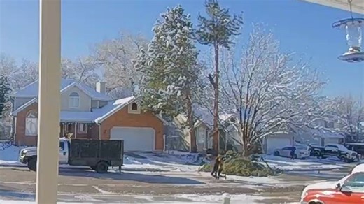 Man found unconscious, suspended 30-feet in air after tree-cutting incident in Kaysville