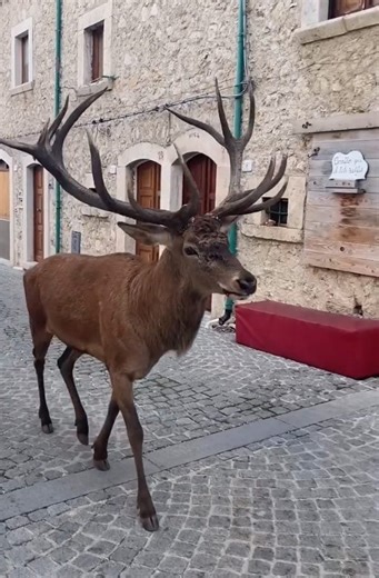 Un cervo passeggia per le vie di Civitella Alfedena in Abruzzo: il video