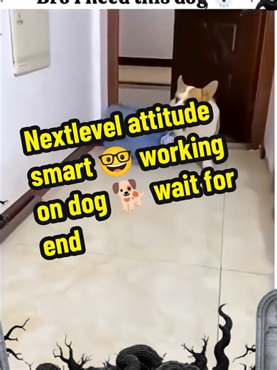 Nextlevel attitude smart 🤓 working on dog 🐕 wait for end 🤣#unfreezemyaccount #onemillonaudition #foryoypage #100k #fyp #foryou #viralvideos #tranding #creatorsearchinsights