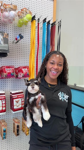 Meet Brody the Miniature Schnauzer!