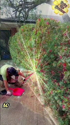 🌼 When Should You Prune A Callistemon “Bottle Brush”? #pruning #bottlebrush #magpie