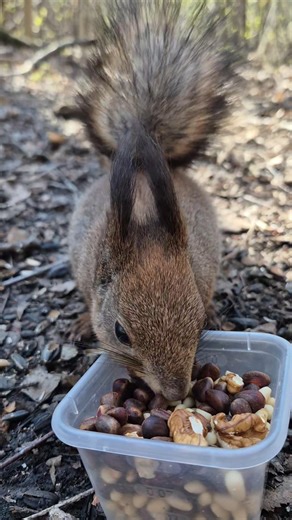 всё что мне нужно это солнечная погода и еда) #белка #удельныйпарк #squirrel #animals #wildlife