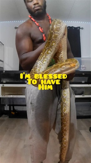 Goliath Lives Up to His Name 🐍🔥 #exoticpets #burmesepython #jahlife_exotics