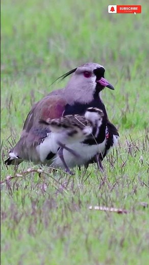 "Southern Lapwing 🐦 | Stunning Bird of South America" #wildlife #animals #birds #cuteanimals
