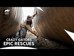Gator Boys Most Thrilling & Deadly Alligator Rescue Moments | Gator Boys S1c | Animal Planet India