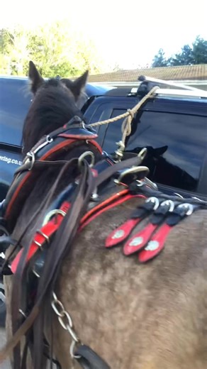 15K views · 240 reactions | Old set of harness I bought off of Roper Chatfield at the Kent fair good old horse shoe buckle set | Robert Giles | Facebook