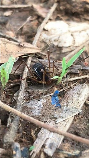 Encountering Mysterious Forest Creatures: Whip Spider and Pill Millipede #wildlife