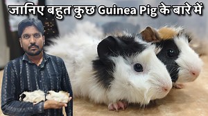 Guinea Pig as a Pet | Diet, Breeding, Care | Guide in Hindi Anish Bhai - 9924305588 Al Noor Pet Shop Near Nawab Bulilder Office, Saha E Alam Dargah, Ahmedabad For Godrej polutry feed plz contact congo CONGO OFFICIAL Brand Partner https://www.thecongo.in/cart For Congo products 63547 52650 Below Queries covered in this video.... guinea pig as a pet,guinea pig as a pet in india, guinea pig pet price in india,guinea pig shop in india, guinea pig care in hindi,guinea pig care for beginners, guinea p