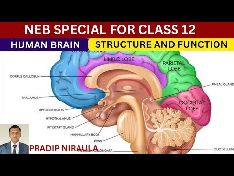 HUMAN BRAIN: STRUCTURE AND FUNCTION II NEB- CLASS 12 II CEE