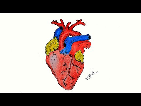 كيفية رسم قلب حقيقي / رسم قلب الانسان / تعليم رسم قلب بالخطوات
